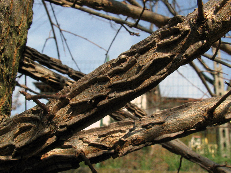 Differenze tra Acer campestre e Ulmus campestris